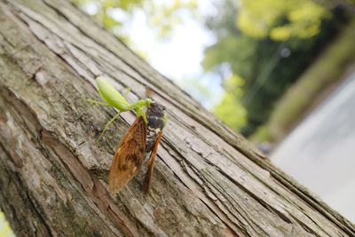 Close-up of butterfly on tree trunk