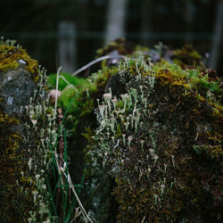 Close-up of moss growing on rock