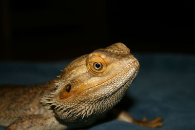 Close-up of lizard