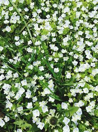 Close-up of white flowers blooming outdoors