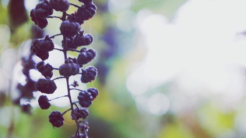 Close-up of berries growing on plant