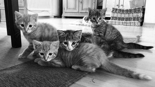 Portrait of kittens on carpet at home