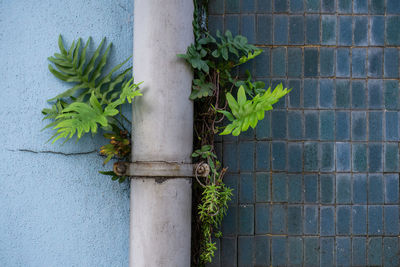 Young fern leaves germinated behind a drainpipe against a wall covered with blue-green tiles