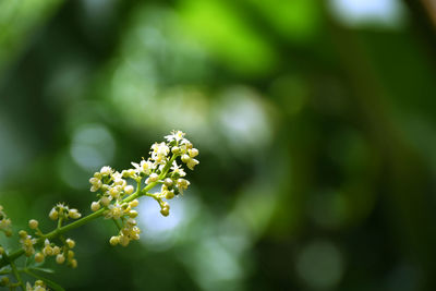 Azadirachta indica on a blurred background, neem flower on a blurred background