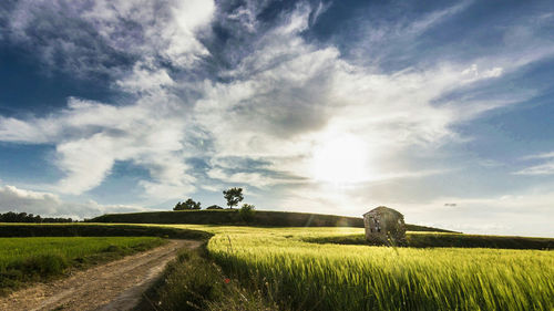 Scenic view of agricultural field against sky