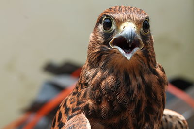 Close-up of a bird looking away