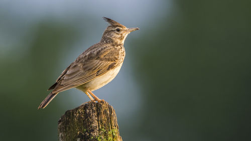 Close-up of sparrow perching on wooden post