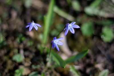 Close-up of purple flowering plant