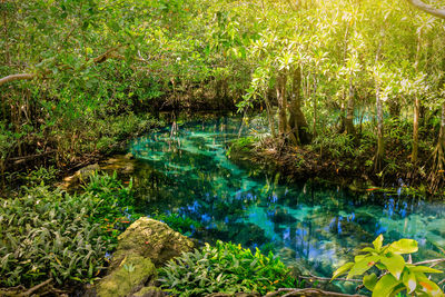 Scenic view of lake in forest