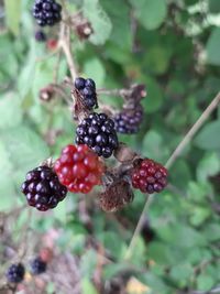 Close-up of blackberries