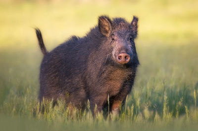 Close-up of boar on field