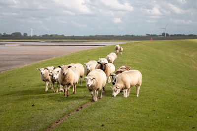 Sheep on the dike near the wadden sea in the groningen landscape near the lauwersmeer area