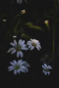 Close-up of white flowering plant