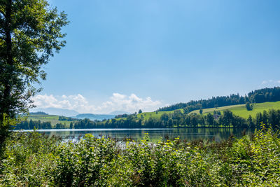 Plants growing by lake against sky