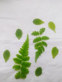 High angle view of green leaves on white background