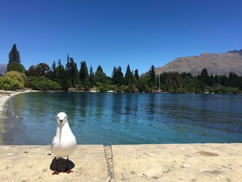 Swans on lake against clear sky