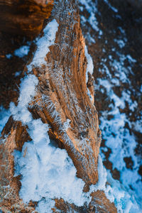 Close-up of frozen tree trunk during winter