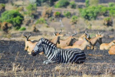 View of zebras on field