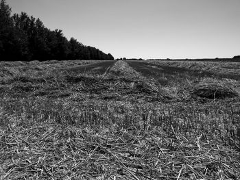Scenic view of field against clear sky