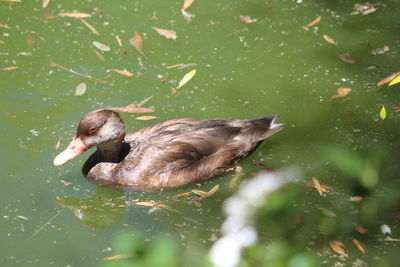 High angle view of duck swimming in lake