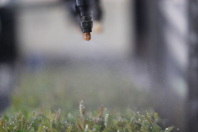 Close-up of wet grass on field