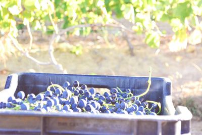 Close-up of plant against blurred background
