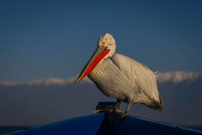 Close-up of pelican