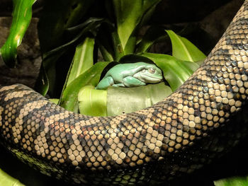 Close-up of snake by sleeping frog in forest