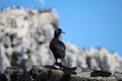 Low angle view of bird perching on rock against sky