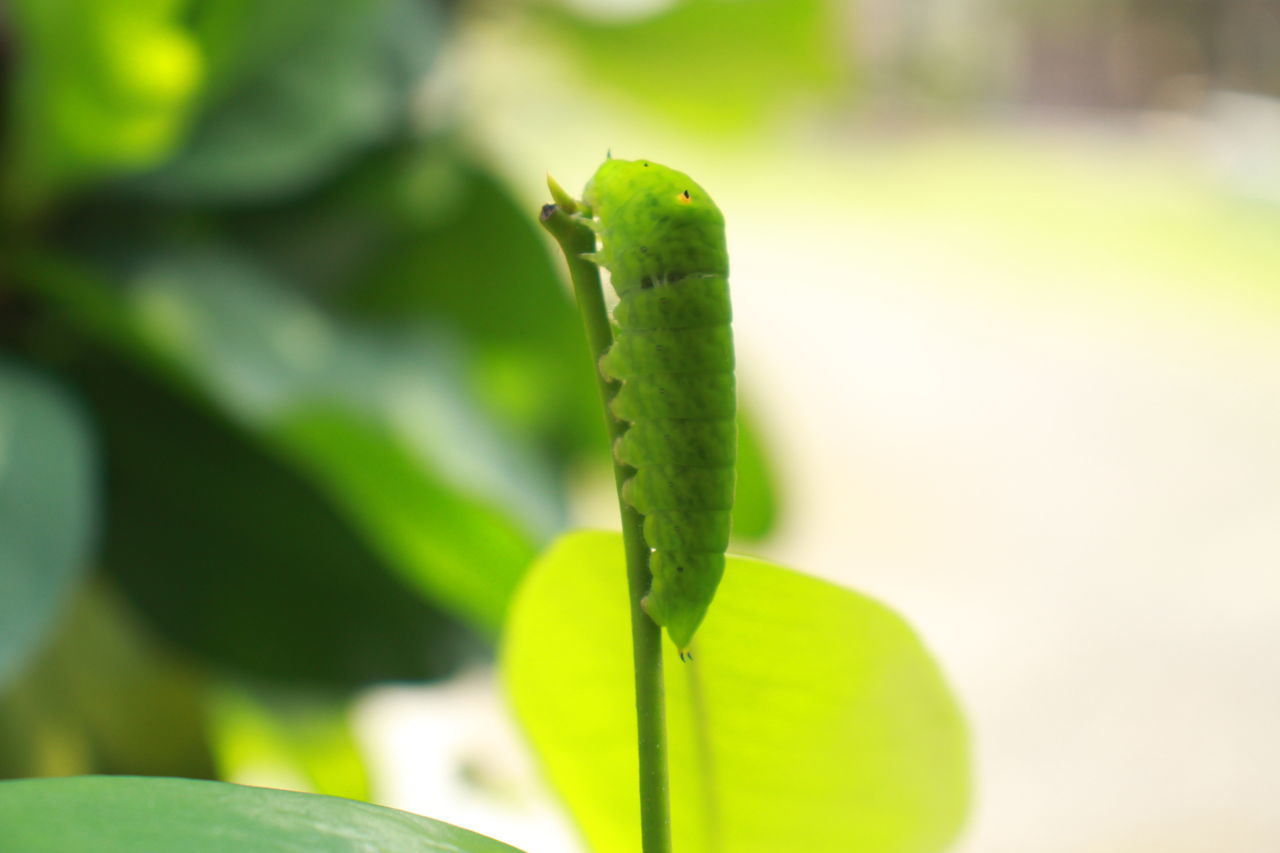 CLOSE-UP OF GREEN INSECT ON LEAF