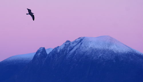 Bird flying over mountain against sky