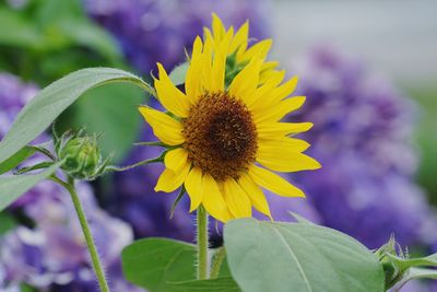 Close-up of yellow flower blooming outdoors