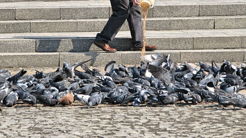 Low section of man feeding birds