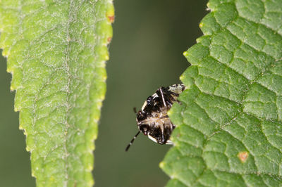 Close-up of insect on leaf