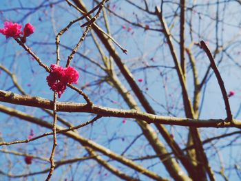 Close-up of red flowers on branch