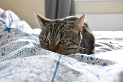 Close-up of a cat resting on bed