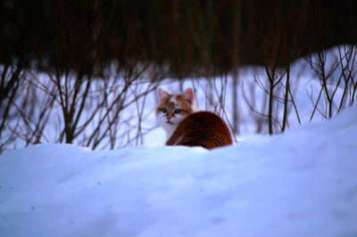 View of a cat on snow covered land
