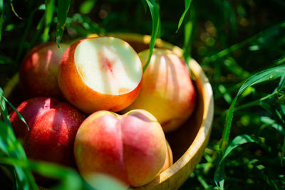 Close-up of tomatoes