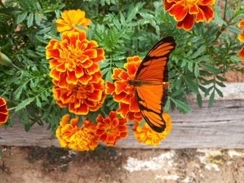 Close-up of orange flowering plant