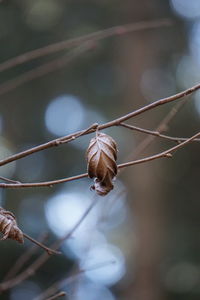 Close-up of butterfly on twig