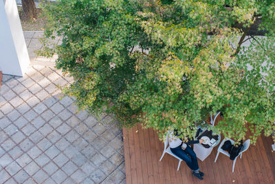 Plants on table