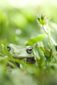 Close-up portrait of frog amidst plants