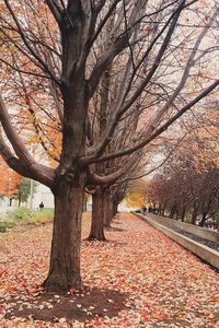 Trees in autumn