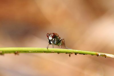 Close-up of insect on leaf