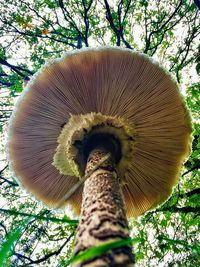 Low angle view of mushroom on tree trunk