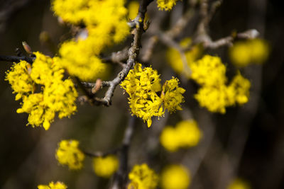 Close-up of yellow flowering plant