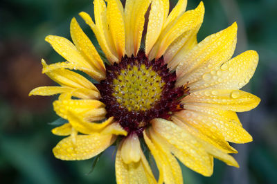 Close-up of raindrops on yellow flower