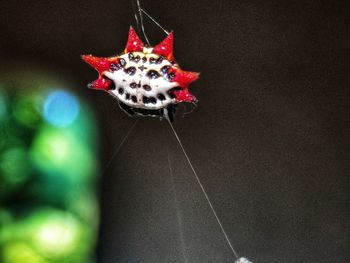 Close-up of insect on a flower