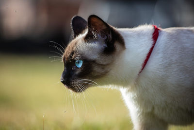 Close-up of cat