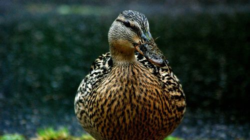 Close-up of a duck